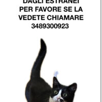 Smarrita gatta bianca e nera di nome mostarda in zona Casal Bertone